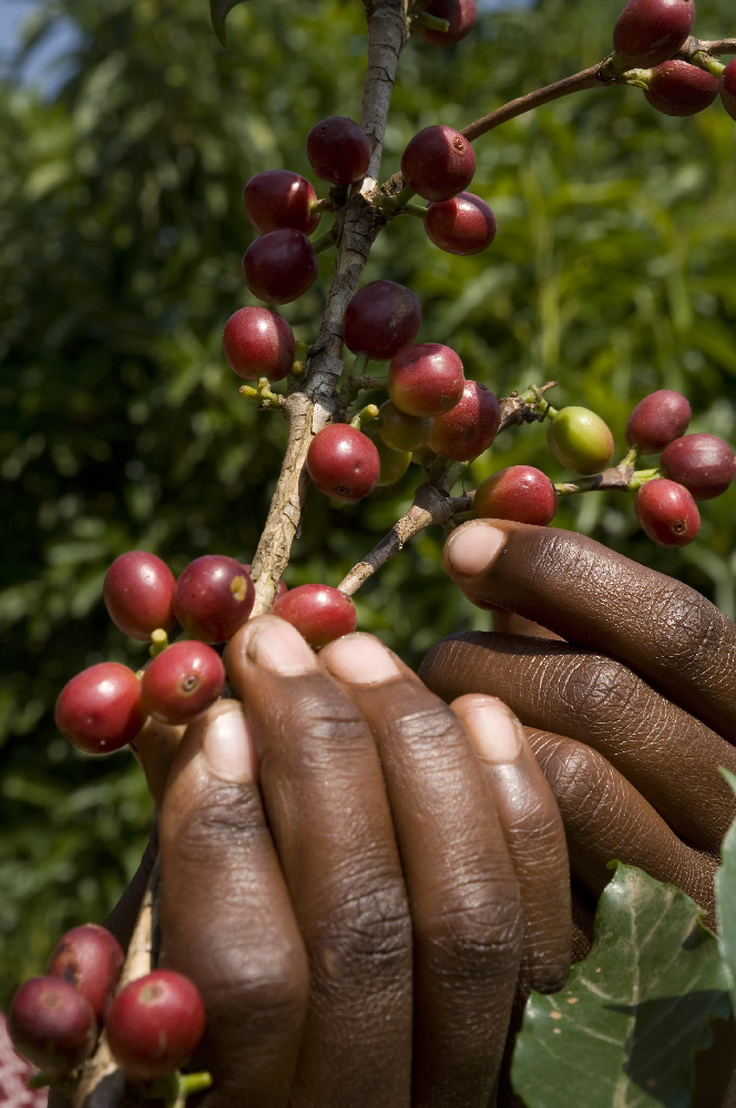 Hand Picking Coffee Cherries Ethiopia; img by Falcon Specialty