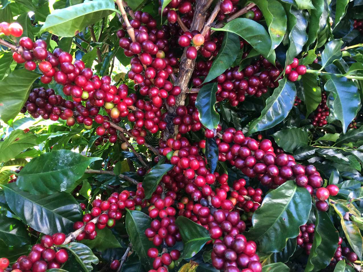 Finca La Lajas Coffee Cherries, Costa Rica