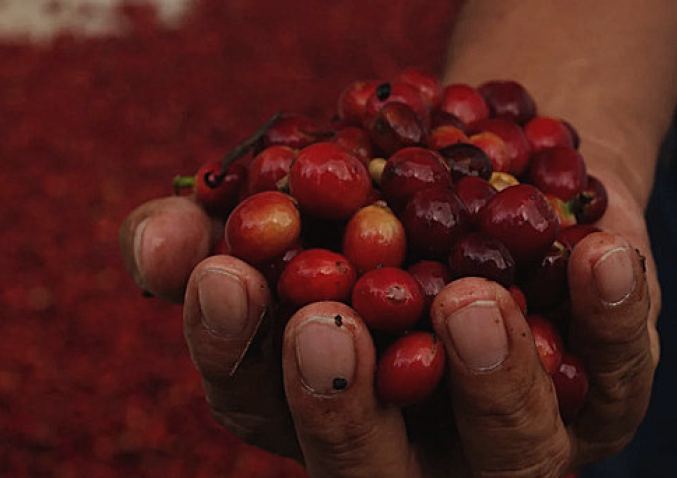 Coffee Cherries Guatemala