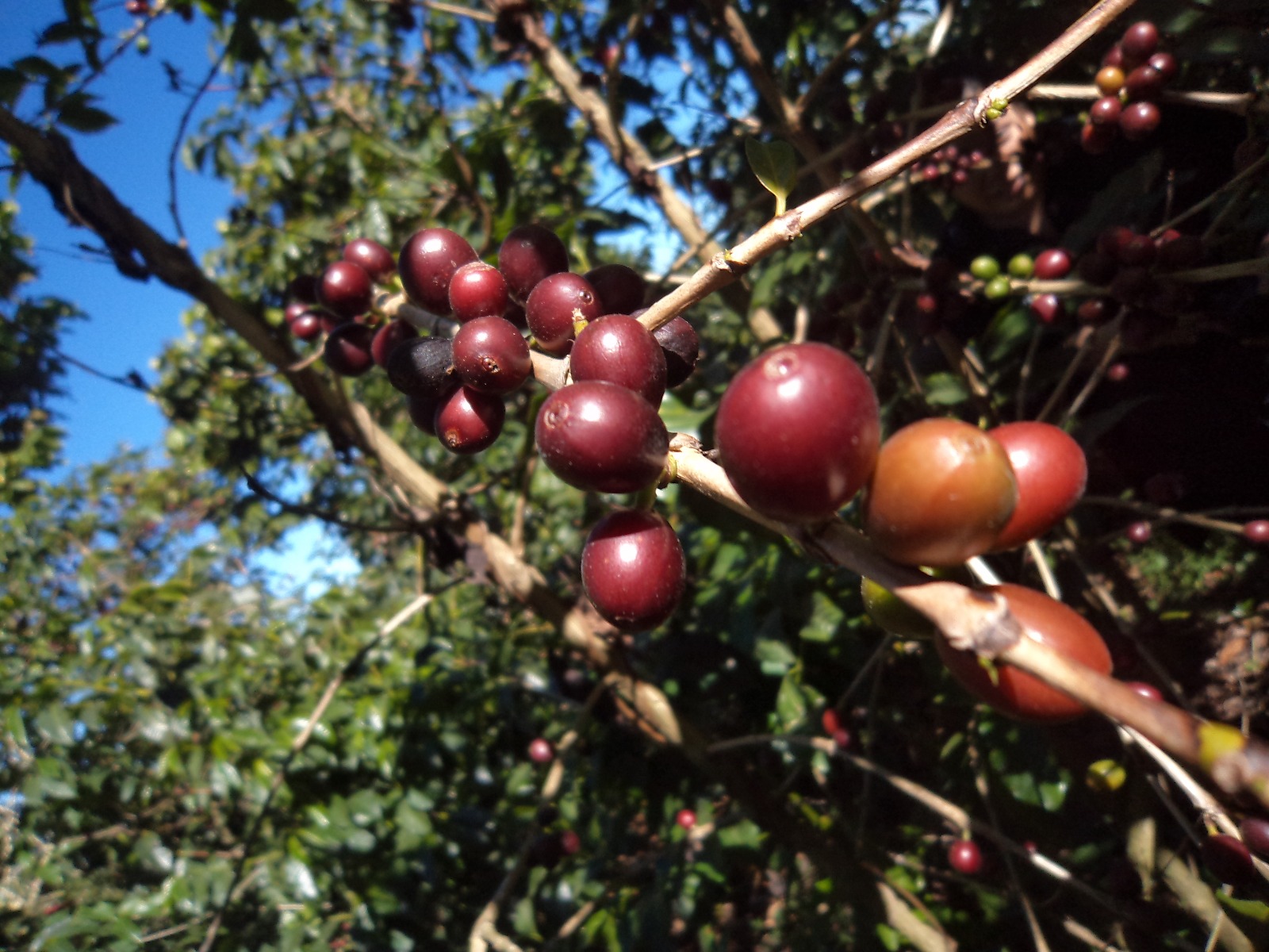 Coffee Cherry Plants at Finca Loma La Gloria in El Salvador