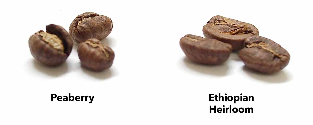 Peaberry vs Regular Coffee beans