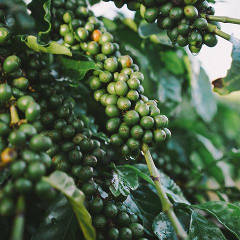 Green Coffee Cherries on Dimbulah Estate