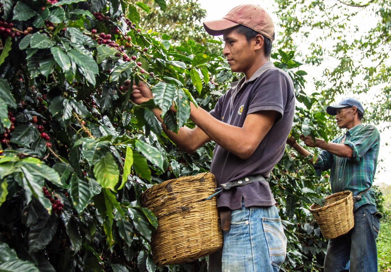 Coffee Cherry picking in Honduras