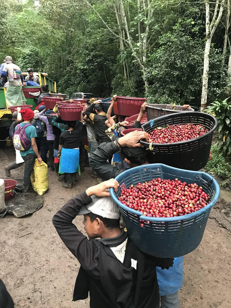 Workers Harvesting Coffee Cherries on La Bastilla Coffee Estates Nicaragua