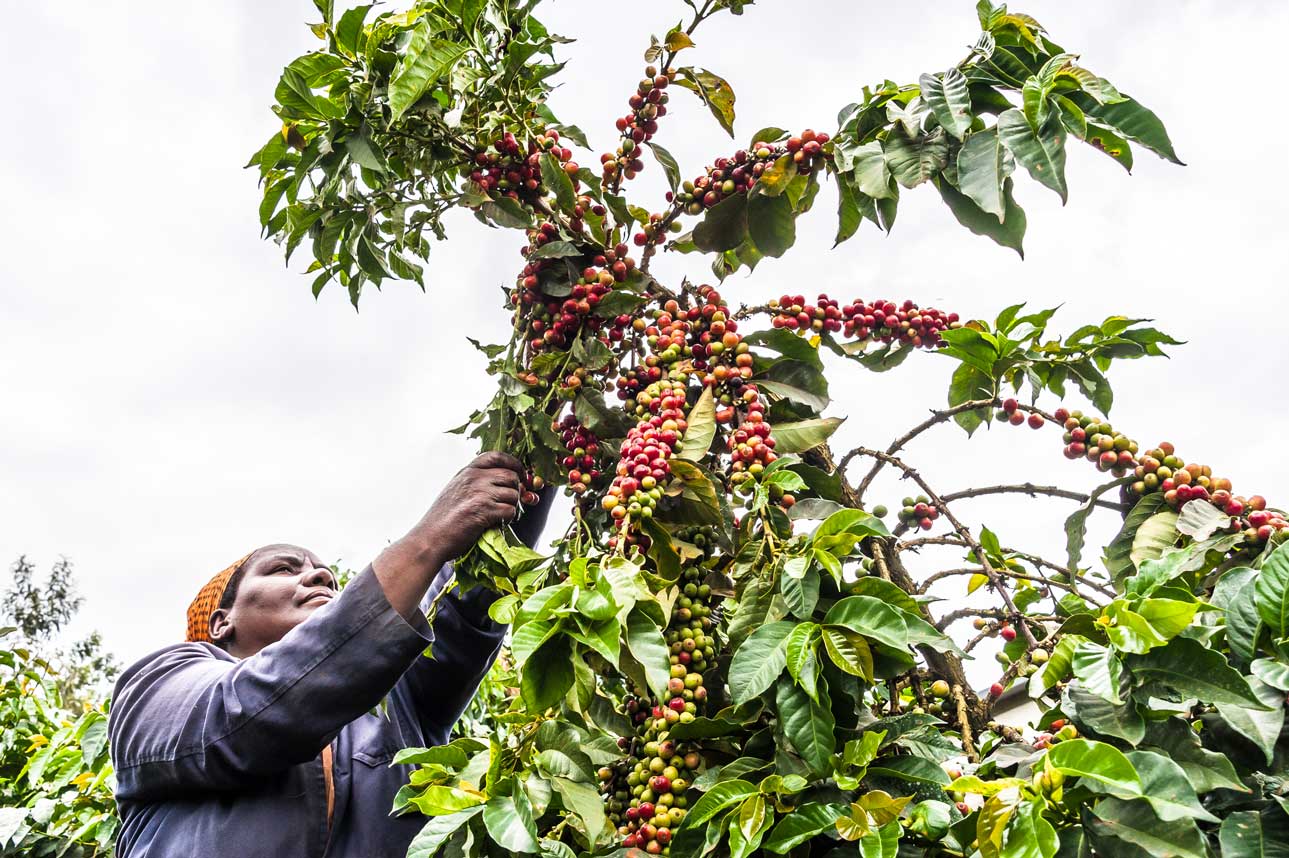 Kenya Coffee Harvest Workers