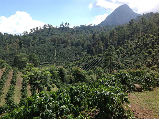 Coffee Farm in Honduras