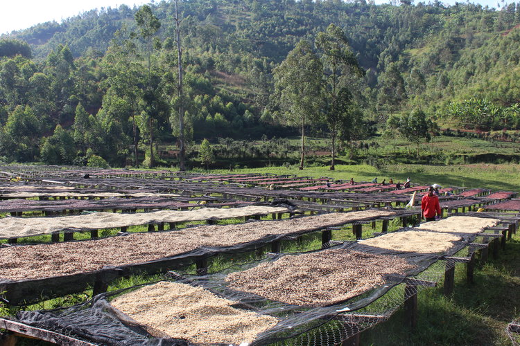 Drying Beds Burundi