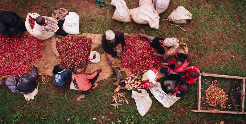 Kenya Coffee Workers