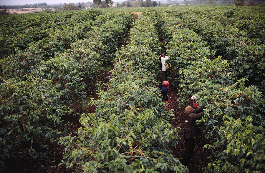 Kenya Coffee Workers