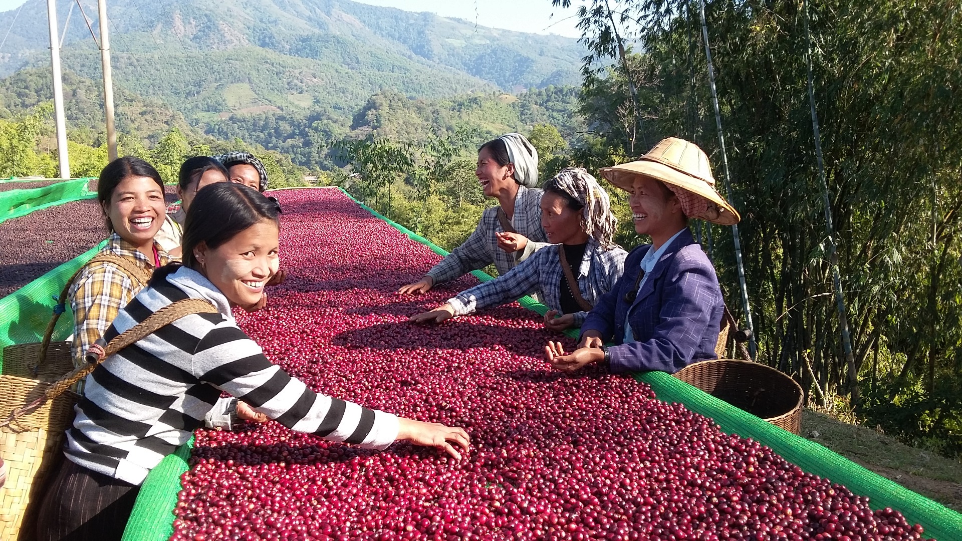 Myanmar Coffee Workers Sorting Cherries