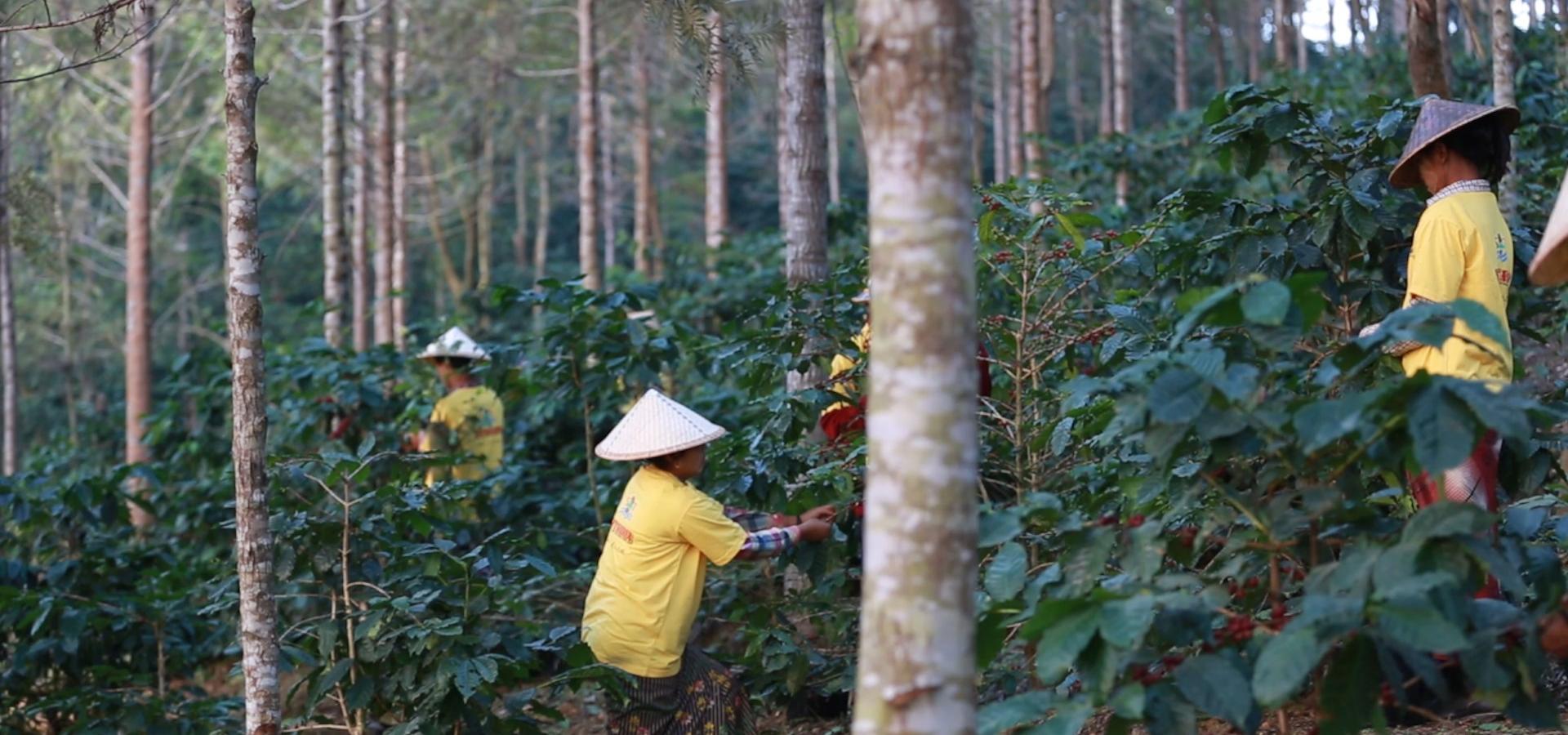 Myanmar Coffee Harvest Workers