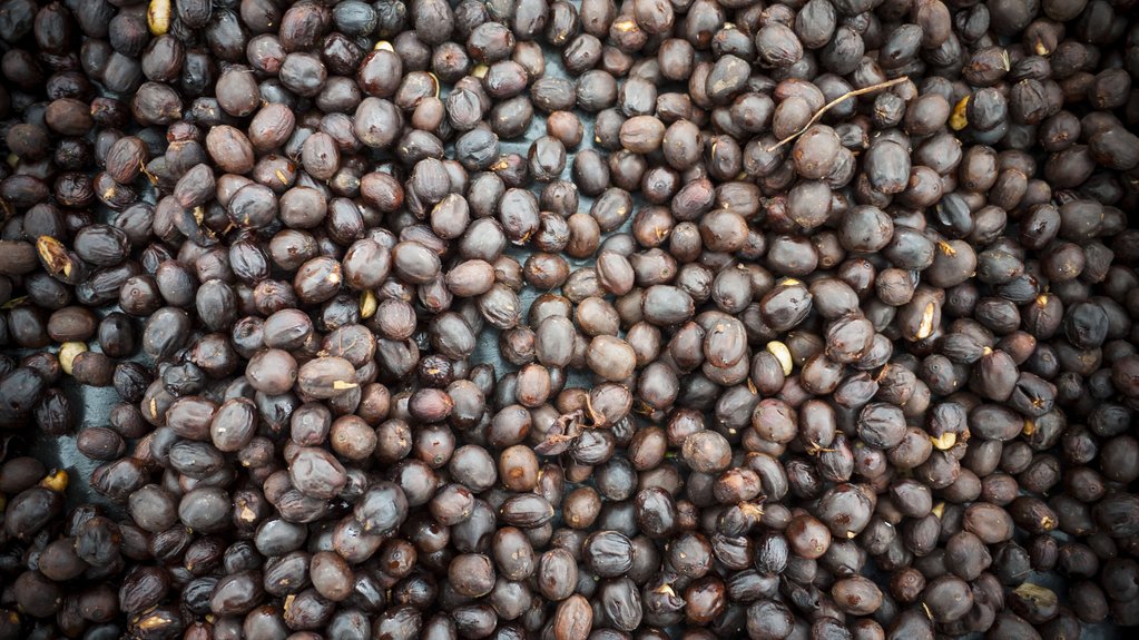 Natural Process Coffee Beans Nicaragua