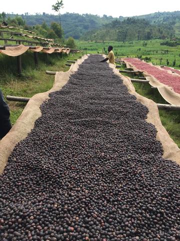 Coffee Drying Beds Burundi