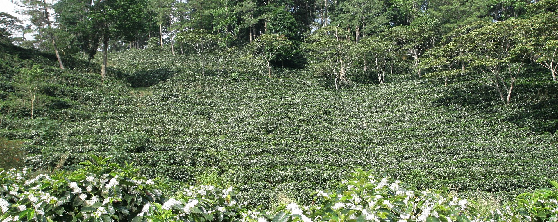Nicaraguan Coffee Plantation