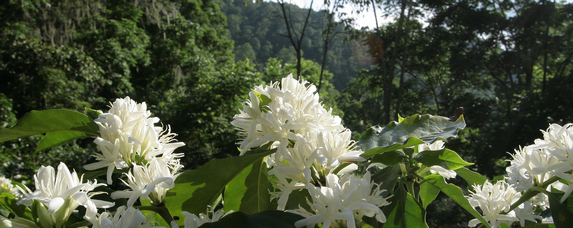 Coffee Tree Blossoms Nicaragua