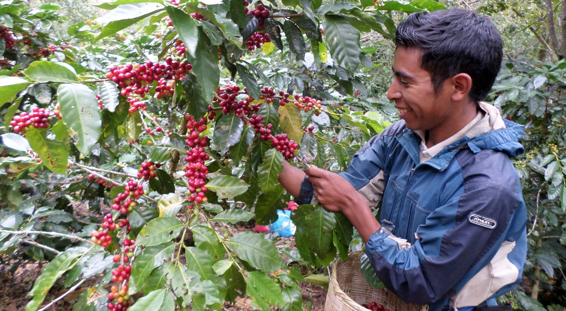 Coffee Cherry picking in Honduras