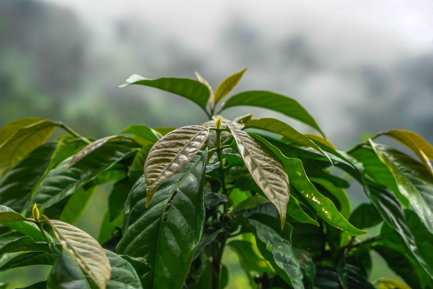 Coffee Plantations Mexico