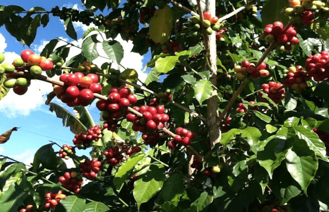 Coffee Cherries Papua New Guinea Okapa