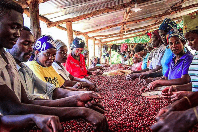 Rwanda Coffee Workers