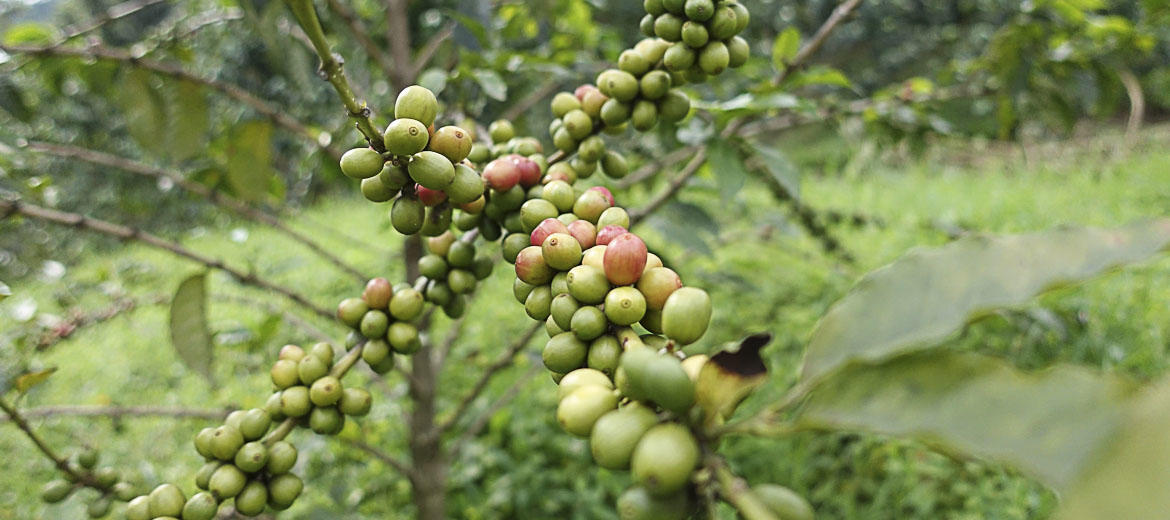 green coffee rwanda