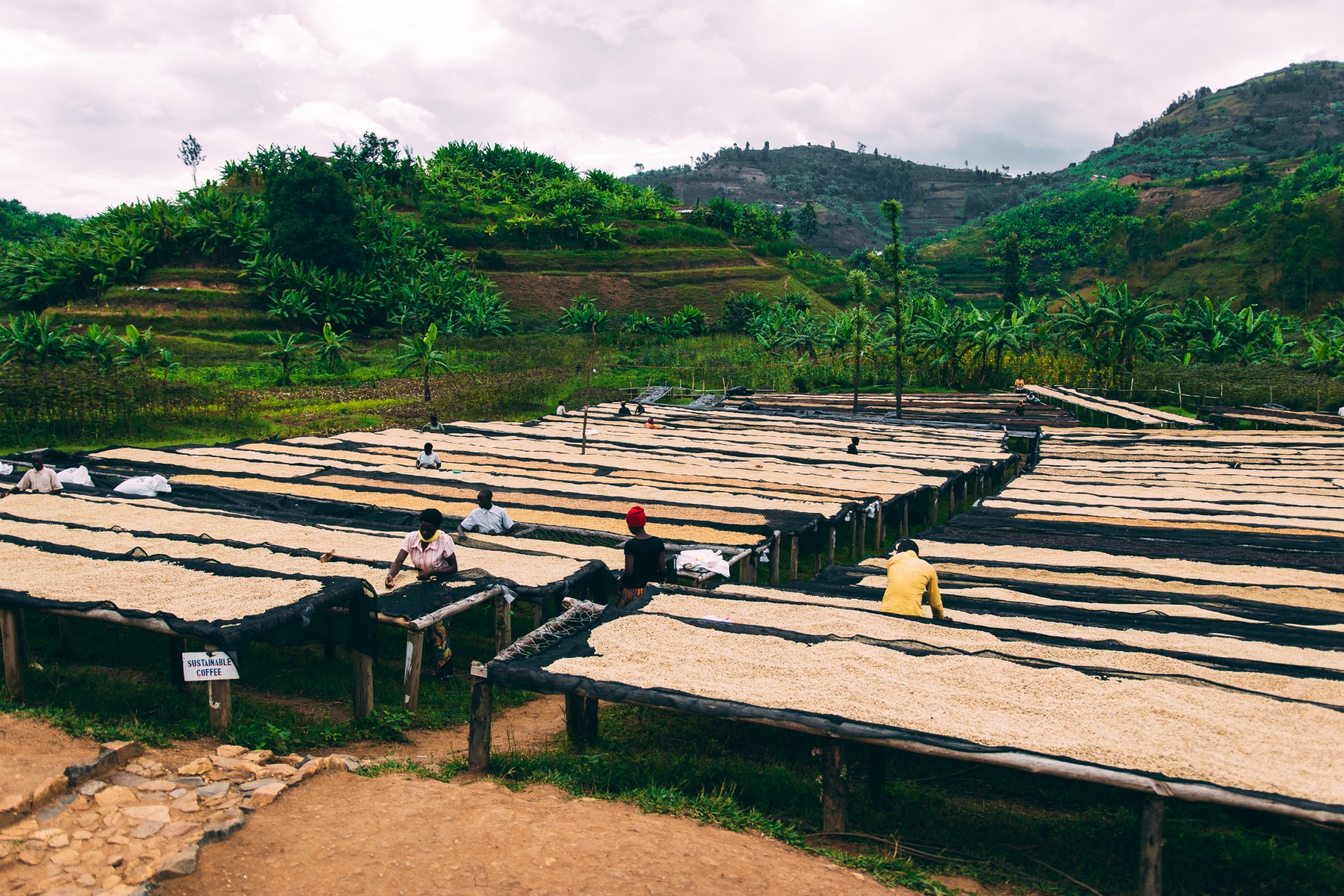 Rwanda Rugali Coffee Drying Beds