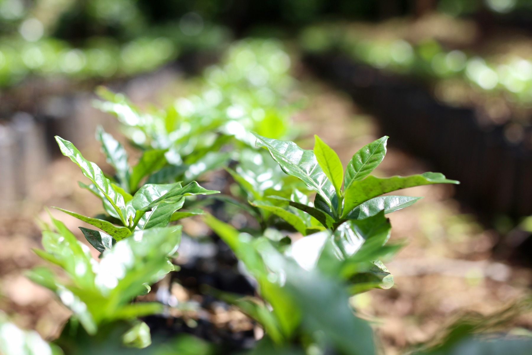 Coffee Plant Saplings Guatemala