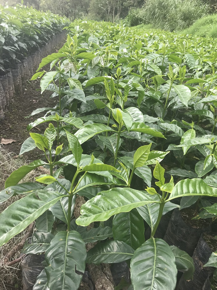 Coffee Tree Seedlings on La Bastilla Coffee Estates Nicaragua