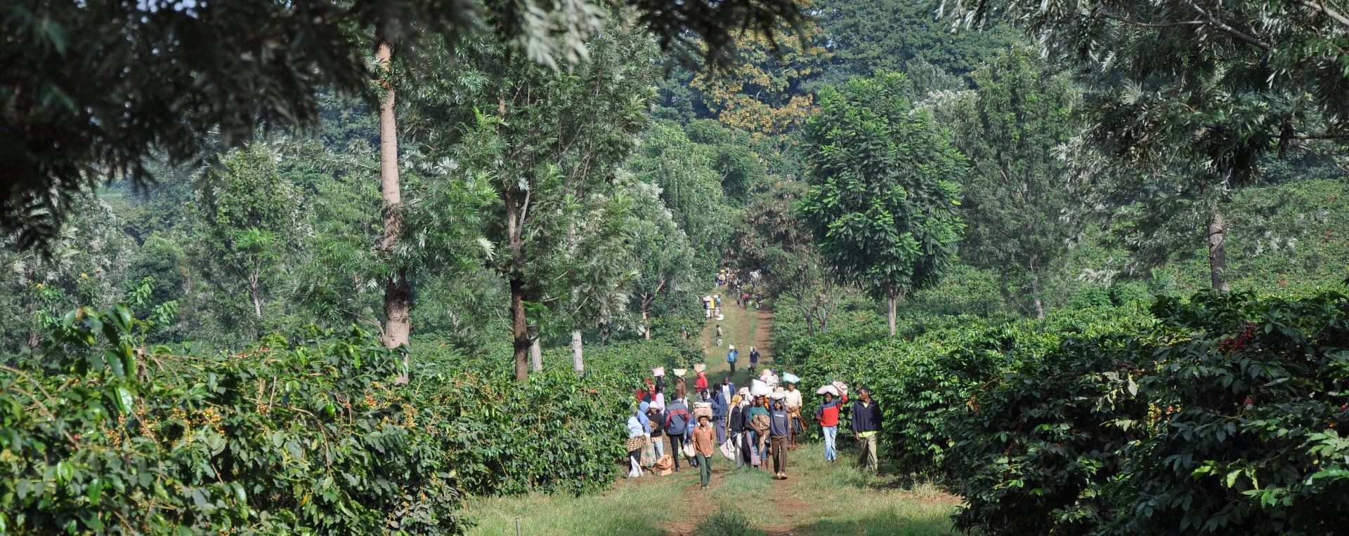 Tanzania Coffee Workers