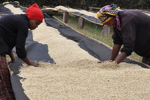 Tanzania Coffee Workers Green Beans