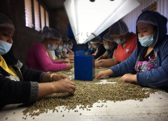 Hand Sorting Green Beanss at Finca Loma La Gloria in El Salvador