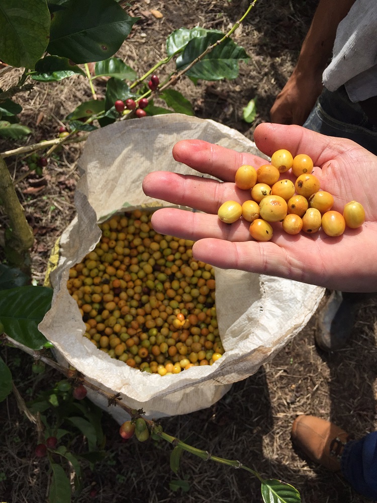 Yellow Catuai Coffee Cherries on La Bastilla Coffee Estates Nicaragua