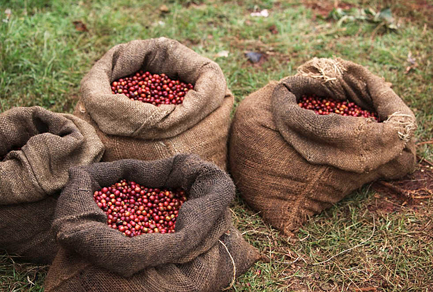 Zimbabwe Coffee Harvest