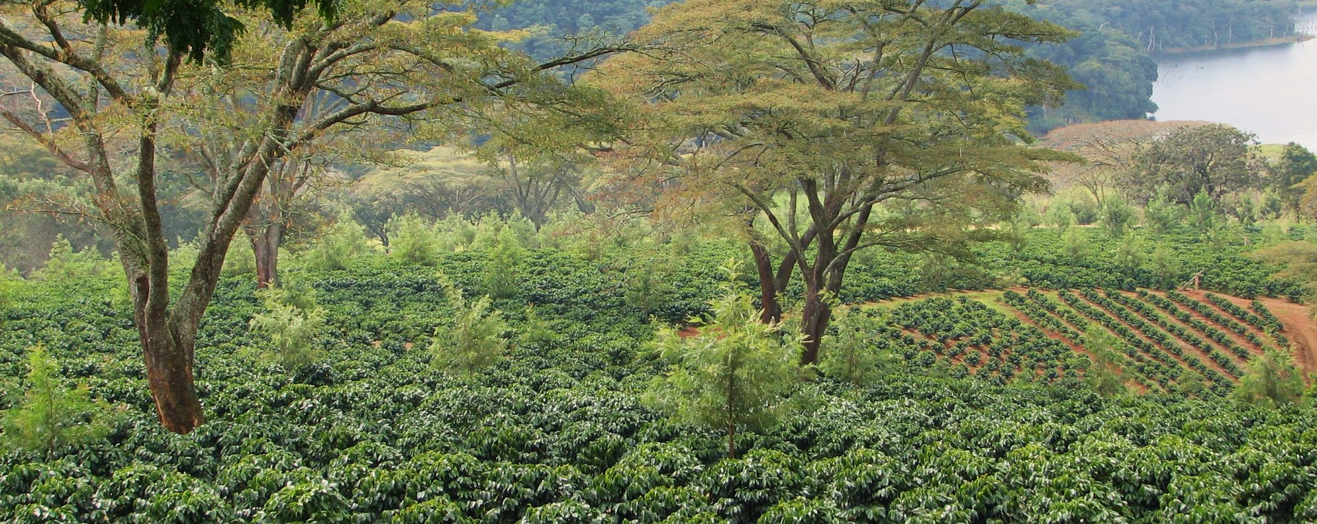 Zimbabwe Coffee Plantations