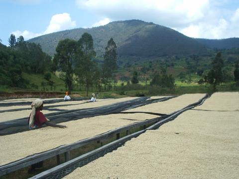 Ugandan Drying Beds For Green Bean Coffee